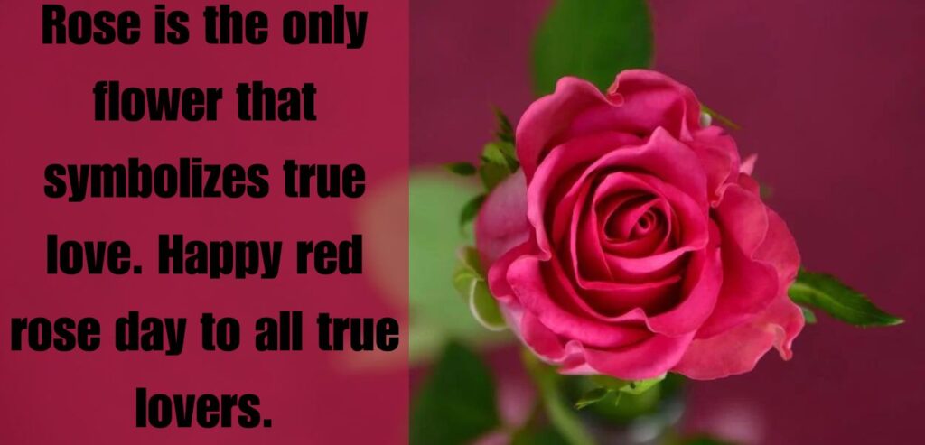 rose day quotes for love
